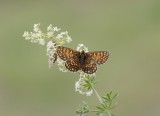 Steppeparelmoervlinder / Nickerls Fritillary