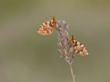 Veenbesparelmoervlinder / Cranberry Fritillary