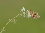 Purperstreepparelmoervlinder / Lesser Marbled Fritillary