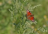 Dagpauwoog / Peacock Butterfly