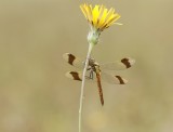Bandheidelibel / Banded Darter