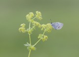 Staartblauwtje / Short-tailed Blue