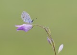Staartblauwtje / Short-tailed Blue