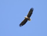 Zeearend / White-tailed Eagle