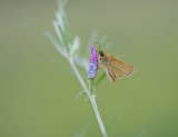 Zwartsprietdikkopje / Essex Skipper