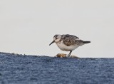 Drieteenstrandloper / Sanderling