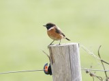 Roodborsttapuit / Common Stonechat
