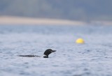 IJsduiker / Great Northern Diver