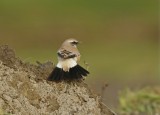 Woestijntapuit / Desert Wheatear