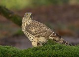 Havik / Northern Goshawk
