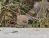 Woestijngrasmus / Asian Desert Warbler