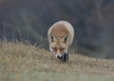 Vos / Red Fox