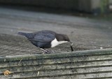 Zwartbuikwaterspreeuw / Black-bellied Dipper