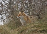 Vos / Red Fox
