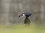 Zwartbuikwaterspreeuw / Black-bellied Dipper