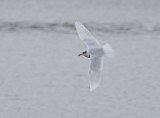 Zwartkopmeeuw / Mediterranean Gull
