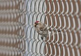 Grote Barmsijs / Mealy Redpoll