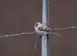 Witstuitbarmsijs / Arctic Redpoll