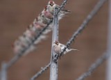 Witstuitbarmsijs / Arctic Redpoll
