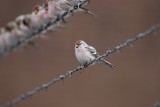 Witstuitbarmsijs / Arctic Redpoll