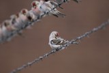 Witstuitbarmsijs / Arctic Redpoll