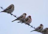 Witstuitbarmsijs / Arctic Redpoll