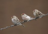 Witstuitbarmsijs / Arctic Redpoll