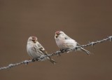 Witstuitbarmsijs / Arctic Redpoll