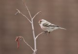 Witstuitbarmsijs / Arctic Redpoll