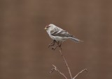 Witstuitbarmsijs / Arctic Redpoll