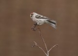 Witstuitbarmsijs / Arctic Redpoll