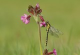 Beekrombout / Club-tailed Dragonfly