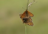 Veldparelmoervlinder / Glanville Fritillary