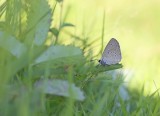 Pimpernelblauwtje / Scarce Large Blue