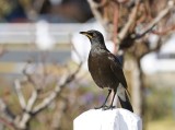 Witgatspreeu / Pied Starling