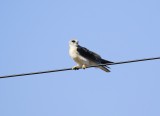Blouvalk / Black-winged Kite