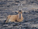 Rooihartbees / Red Hartebeest
