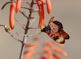 Acara-rooitjie / Acara Acraea