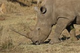 Witrenoster / White Rhino