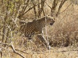Luiperd / Leopard