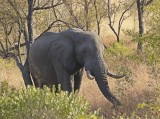 Savanne-olifant / African Elephant