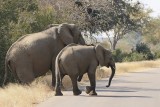 Savanne-olifant / African Elephant