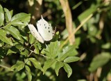 Perlemoenskoenlapper / Common Mother-of-Pearl