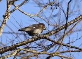Dikbekwewer / Tick-billed Weaver