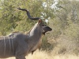 Koedoe / Greater Kudu