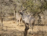 Koedoe / Greater Kudu