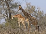 Kameelperd / Giraffe