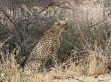 Jagluiperd / Cheetah