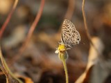 Sebrabloutjie / Common Zebra Blue