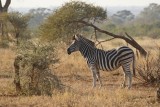 Sebra / Common Zebra